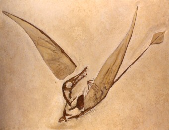 Rhamphorhynchus munsteri rekonstrukció